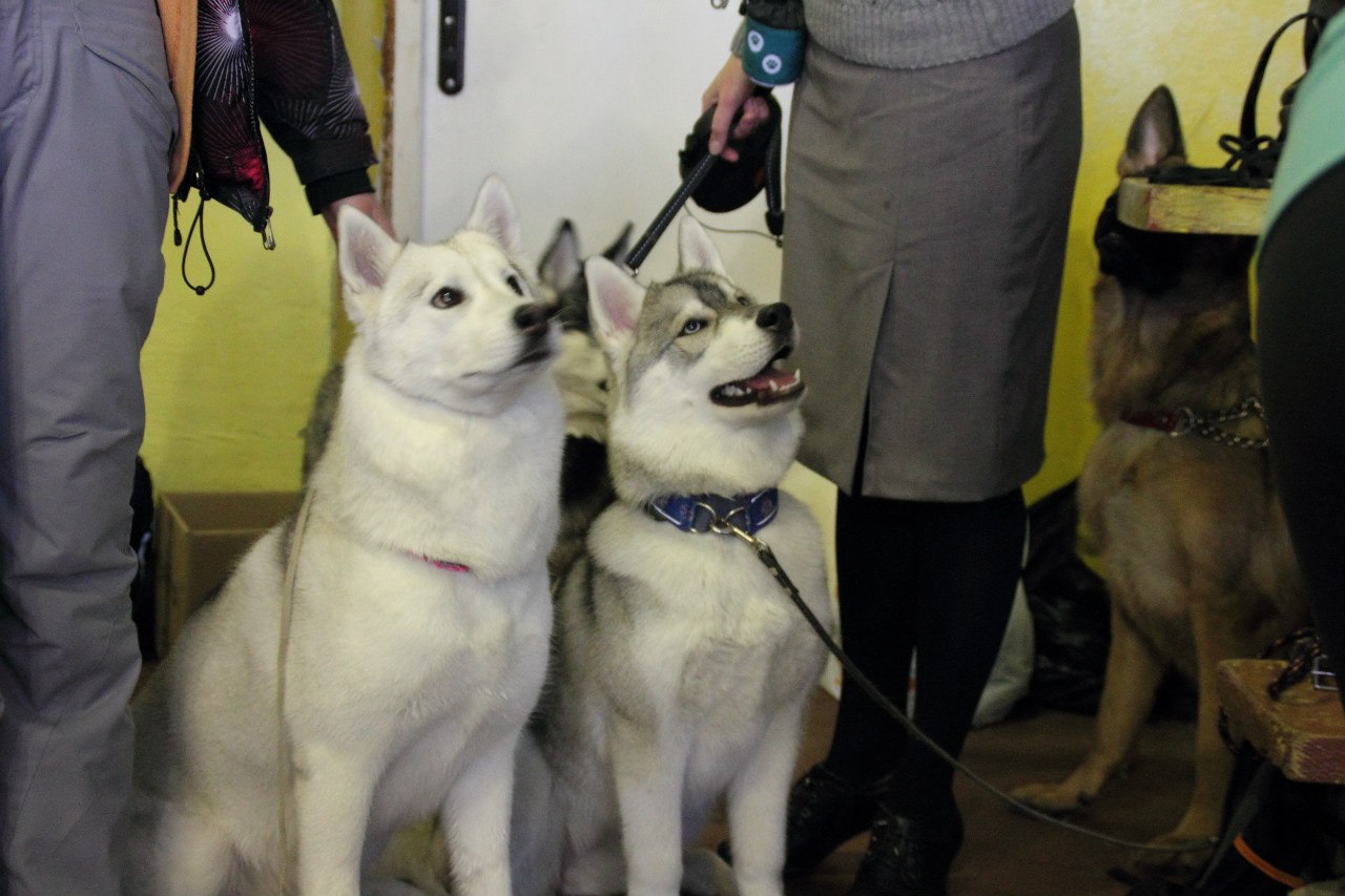 Сибирские Хаски | Siberian Husky : Всё о собаках породы Сибирский Хаски ...