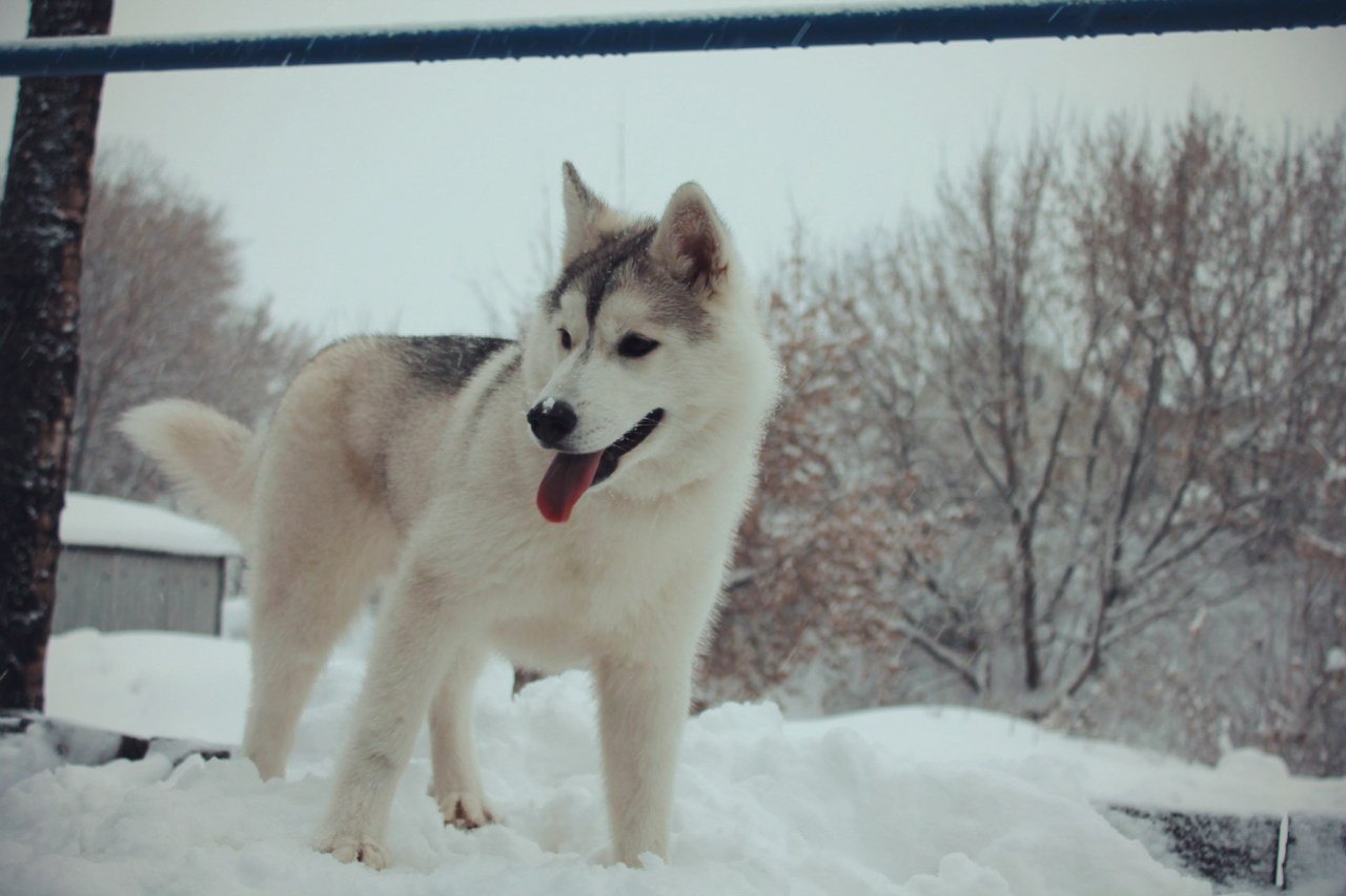 http://www.siberians.ru/kids/yana/img/KWdK5ZMe7F4.jpg