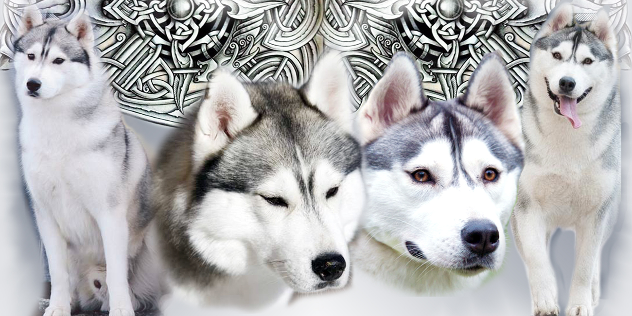 SEMARGL Siberians – Our home-breeding | питомник Семаргл – Наши помёты